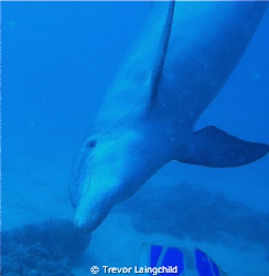 Terrible visibility, amost did not dive. This guy came in... by Trevor Laingchild 